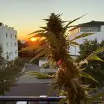 #2025 Balkon GROW Germany - Sticky Orang