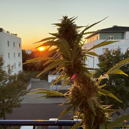 #2025 Balkon GROW Germany - Sticky Orang