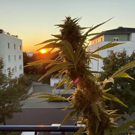 #2025 Balkon GROW Germany - Sticky Orang