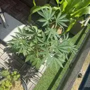 #2026 Balkon GROW Germany - Zkittels