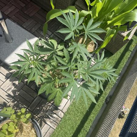#2026 Balkon GROW Germany - Zkittels