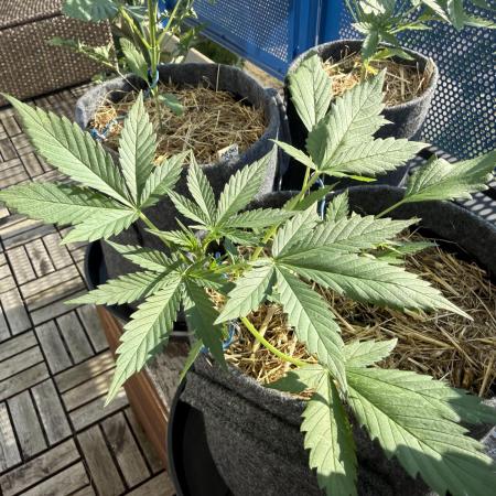#2026 Balkon GROW Germany - Maui Wowie