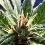 #2025 Balkon GROW Germany - Lemon Cherry