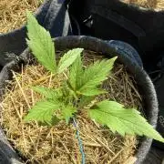 #2026 Balkon GROW Germany - Maui Wowie