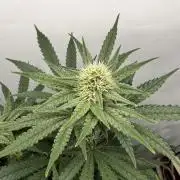 Raspberry Parfait #2025