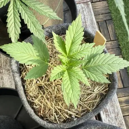 #2025 Balkon GROW Germany - Lemon Cherry