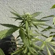 #2026 Balkon GROW Germany - Hindu Kush