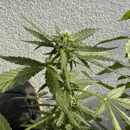 #2026 Balkon GROW Germany - Hindu Kush