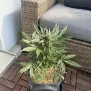#2026 Balkon GROW Germany - Hindu Kush