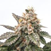 G.S. Cookies #2025