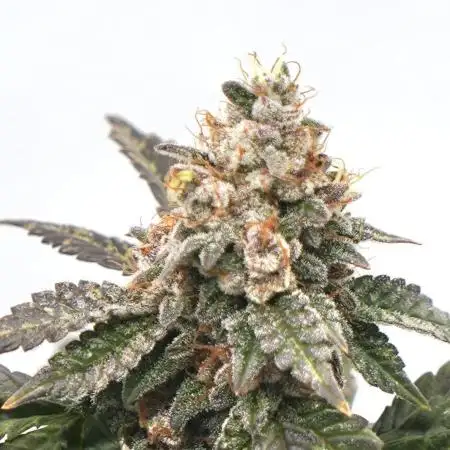 G.S. Cookies #2025