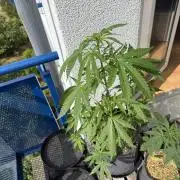 #2026 Balkon GROW Germany - GSC