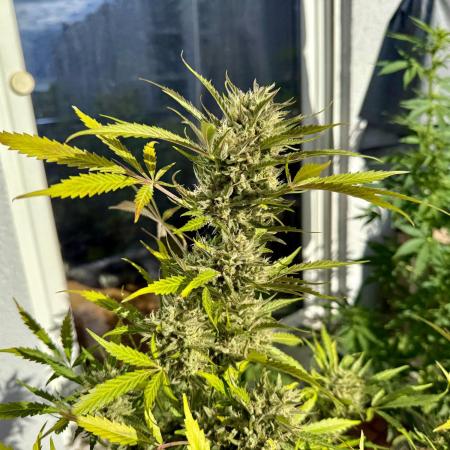 #2025 Balkon GROW Germany - Emerald Fire