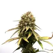 Raspberry Parfait #2025