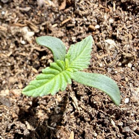 #2026 Balkon GROW Germany - Maui Wowie