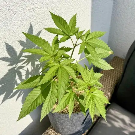 #2025 Balkon GROW Germany - Helly Jelly