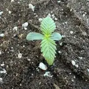 #2026 Balkon GROW Germany - Zkittels
