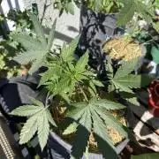 #2026 Balkon GROW Germany - Purple