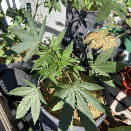 #2026 Balkon GROW Germany - Purple