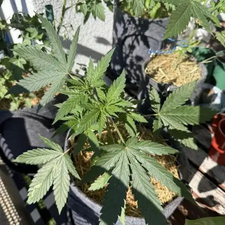 #2026 Balkon GROW Germany - Purple