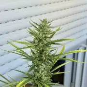 #2026 Balkon GROW Germany - GSC
