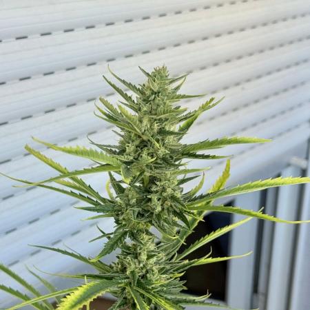 #2026 Balkon GROW Germany - GSC