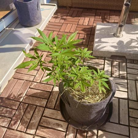 #2026 Balkon GROW Germany - Maui Wowie