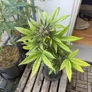 #2026 Balkon GROW Germany - Red Poison