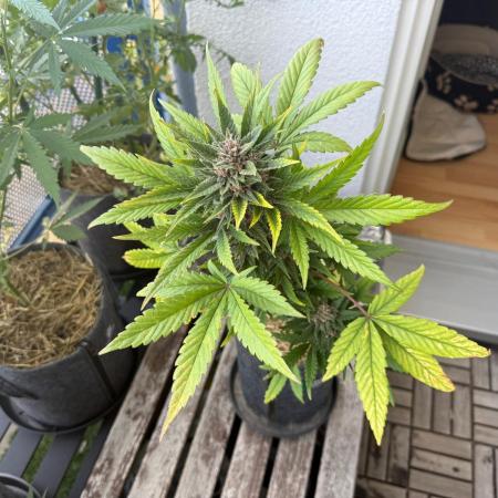 #2026 Balkon GROW Germany - Red Poison