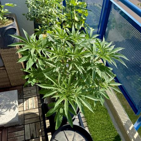 #2025 Balkon GROW Germany - Apple Blosso
