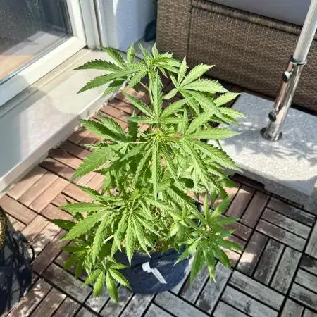 #2025 Balkon GROW Germany - Sensi Amnesi