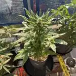#2025 Balkon GROW Germany - +Speed