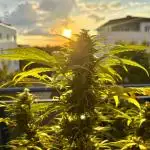 #2025 Balkon GROW Germany - Sensi Amnesi