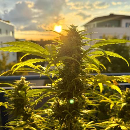 #2025 Balkon GROW Germany - Sensi Amnesi