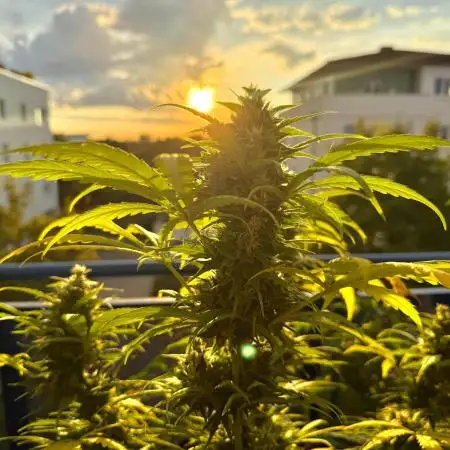 #2025 Balkon GROW Germany - Sensi Amnesi