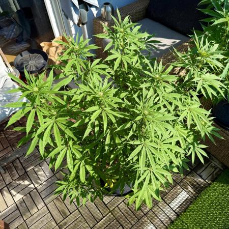 #2025 Balkon GROW Germany - Apple Blosso