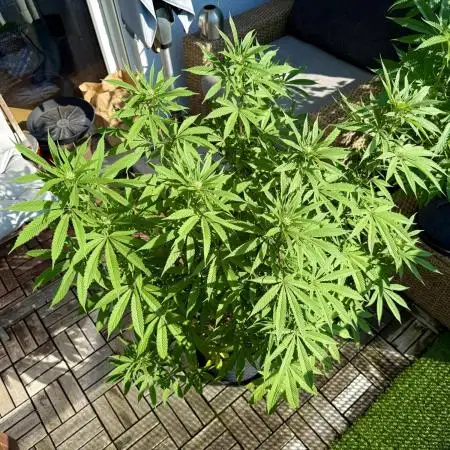#2025 Balkon GROW Germany - Apple Blosso