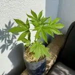 #2025 Balkon GROW Germany - Lemon Cherry