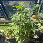 #2026 Balkon GROW Germany - Runtz