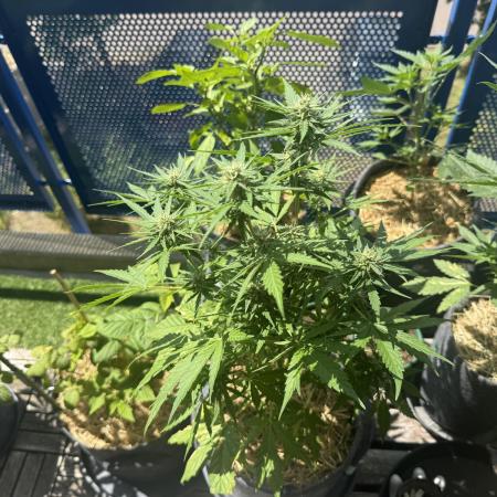 #2026 Balkon GROW Germany - Runtz