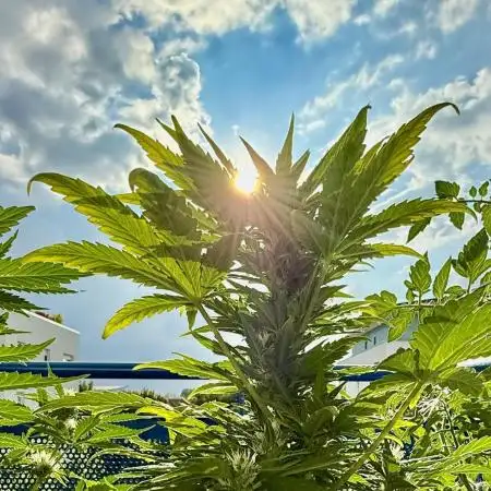 #2025 Balkon GROW Germany - +Speed