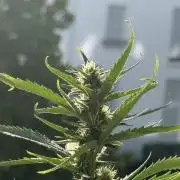 #2026 Balkon GROW Germany - GSC