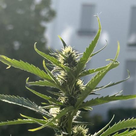 #2026 Balkon GROW Germany - GSC