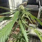 #2026 Balkon GROW Germany - Erdberre