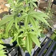 #2026 Balkon GROW Germany - GSC