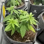 Orange Creampop #2025