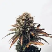 Raspberry Parfait #2025