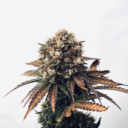 Raspberry Parfait #2025