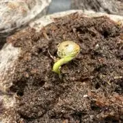 #2026 Balkon GROW Germany - Maui Wowie