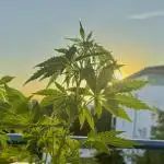 #2025 Balkon GROW Germany - Sticky Orang